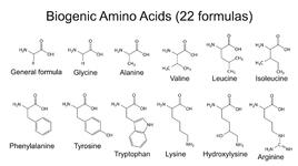 Защо аминокиселините са толкова важни за нас?