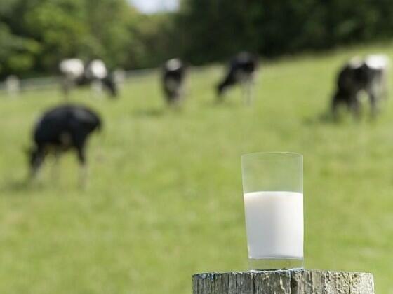 Млякото на Родопите - храна на дълголетници