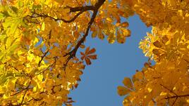 Очаква ли ни златна есен през октомври?