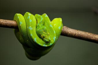 змиите могат да изпитват оргазъм?
Женските змии имат клитори, сочи първото подробно изследване по...