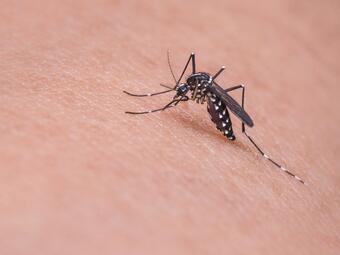 
комарите разпознават цветовете?
Комарите разпознават цветовете и са силно привлечени от...