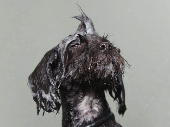 Смешни портрети на мокри кучета 