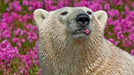 Играта на полярни мечки сред цветята