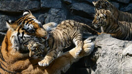 Популацията на тигри нараства за първи път от сто години
