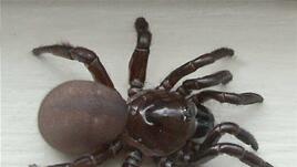 Паяк – коя е тази зодия и какви са хората в нея?
