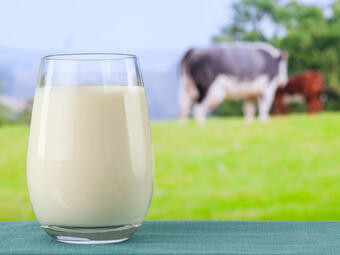 именно млякото е едно от нещата, които отличават нас, бозайниците, от другите видове, населяващи...