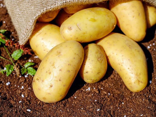 Картофите – едно полезно зло
