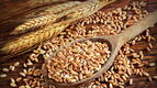 Пшеницата: Хронична отрова за тялото