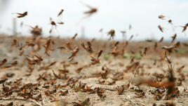 Врачката на Дарина Павлова: Иде бум на болести от насекоми, порои и леки трусове