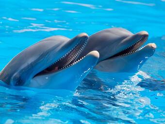 
делфните никога не спят?





Делфините са едни от животните, които никога не спят! Или...