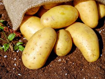
Картофите могат да абсорбират и отразяват радиосигнали?

1. През 19 век хората...