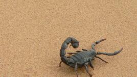 Отрова от скорпион – ново оръжие срещу рак на мозъка?
