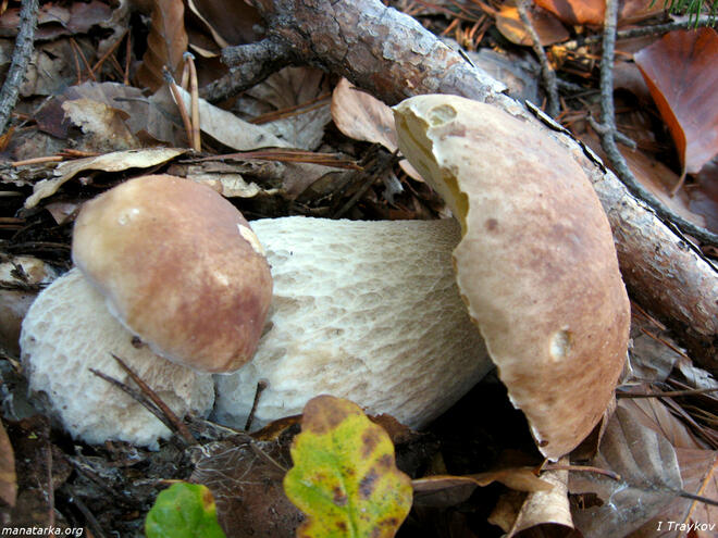 Горските есенни дарове: Три рецепти с гъби