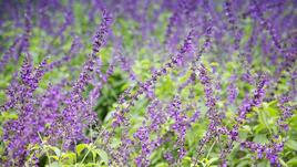 ТОП 5 растения за благосъстояние и хармония в дома
