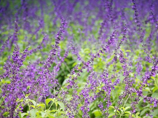 ТОП 5 растения за благосъстояние и хармония в дома
