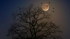 Пълнолуние в Близнаци тази нощ: Какво да очаква всяка зодия?
