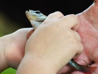на Бъдни вечер в Нюфаундленд и Лабрадор съществува обичай&nbsp;в навечерието на Бъдни вечер в...