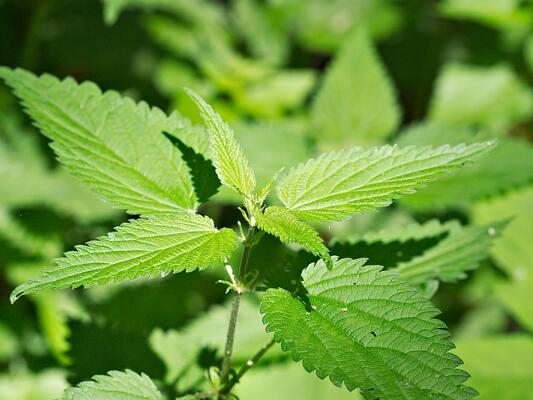 Коприва: Зеленото чудо с лечебна сила може и да разкрасява