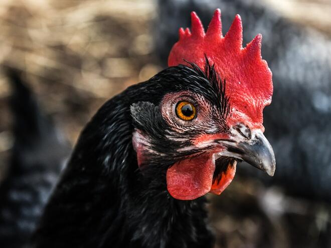 Църквата празнува Сретение Господне, народът почита и Петльовден 