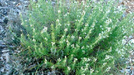 Защо да слагаме повече чубрица в храната