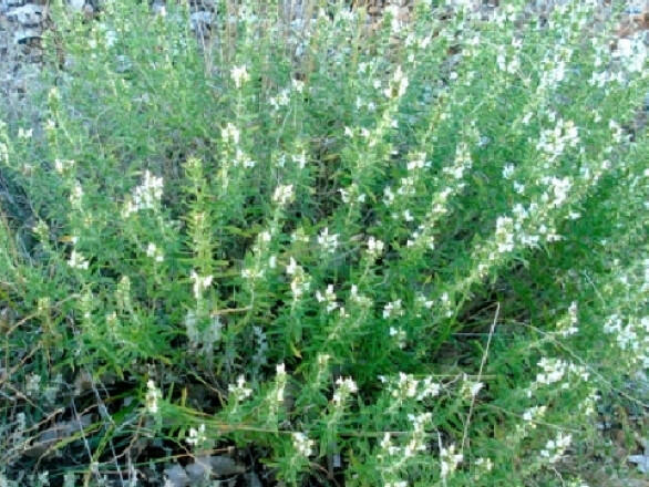 Защо да слагаме повече чубрица в храната