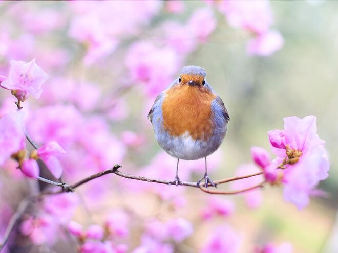 Поверия и легенди за Първа пролет: От пирамидите на Маите, персийските градини до кукувацата в България