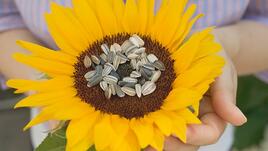 Спа идея под душа: скраб от слънчогледови семки 