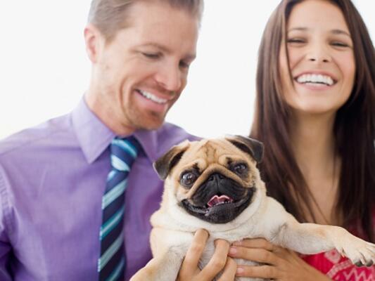 За домащните любимци и здравето: Кучето 