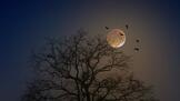 Пълнолуние в Близнаци тази нощ: Какво да очаква всяка зодия?