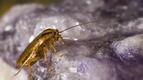 Нашествие от хлебарки удома: Алтернативни методи за борба с тях