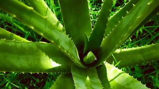 Кои растения превръщат спалнята в истински оазис