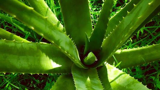 Алое вера: Лек срещу грип, главоболие, астма и още... Как да си го приготвим?
